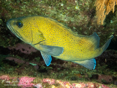 Acanthistius ocellatus