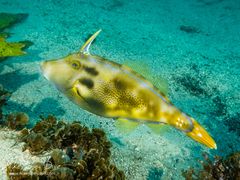 Meuschenia trachylepis