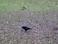 Corvus frugilegus