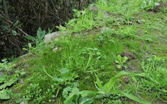 Anthoceros punctatus