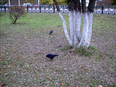 Corvus frugilegus