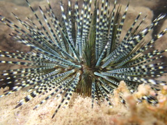 Echinothrix