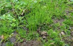 Anthoceros punctatus