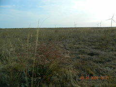 Limonium tomentellum