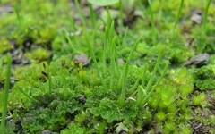 Anthoceros punctatus