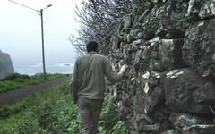 Fissidens coacervatus