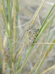 Cicadatra
