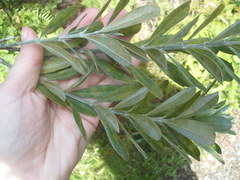 Callistachys lanceolata