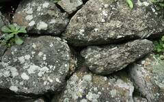 Fissidens coacervatus