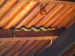 Malayopython reticulatus