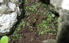 Fissidens coacervatus