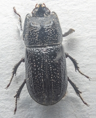 Sinodendron cylindricum