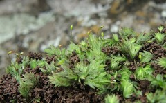 Fissidens coacervatus