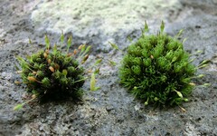 Ptychomitrium nigrescens