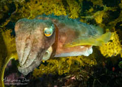 Sepia mestus