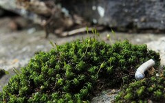Ptychomitrium nigrescens