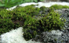 Ptychomitrium nigrescens