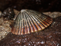 Nacellidae