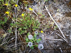 Fumana procumbens