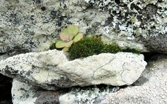 Ptychomitrium nigrescens