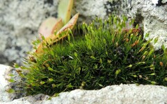 Ptychomitrium nigrescens