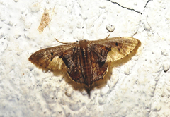 Idaea flavicosta