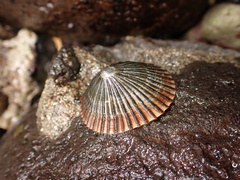 Nacellidae