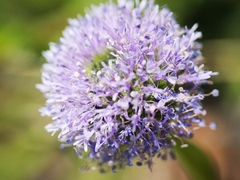 Globularia bisnagarica