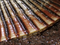 Nacellidae
