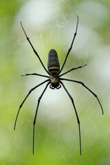 Nephila pilipes