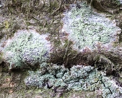 Lecanora compallens