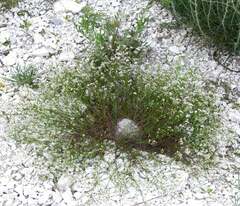 Asperula tephrocarpa