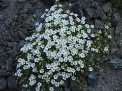 Cerastium latifolium