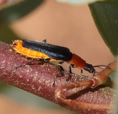 Chauliognathus tricolor