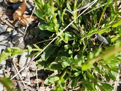 Globularia bisnagarica