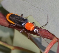 Chauliognathus tricolor