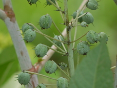 Ricinus communis