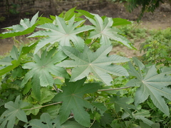 Ricinus communis