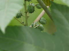 Ricinus communis