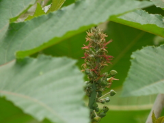 Ricinus communis