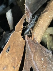 Thrinaconyx