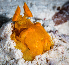 Lysiosquilloides mapia