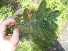 Callistachys lanceolata