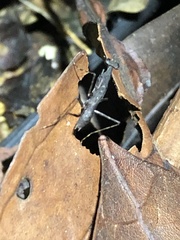 Thrinaconyx