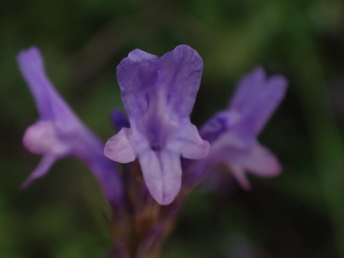 Image of Lavandula canariensis by (c) Christian Berg, some rights reserved (CC BY)