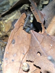 Thrinaconyx