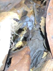 Thrinaconyx