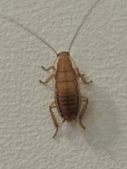 Drymaplaneta heydeniana