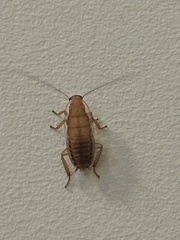 Drymaplaneta heydeniana