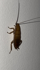 Drymaplaneta heydeniana